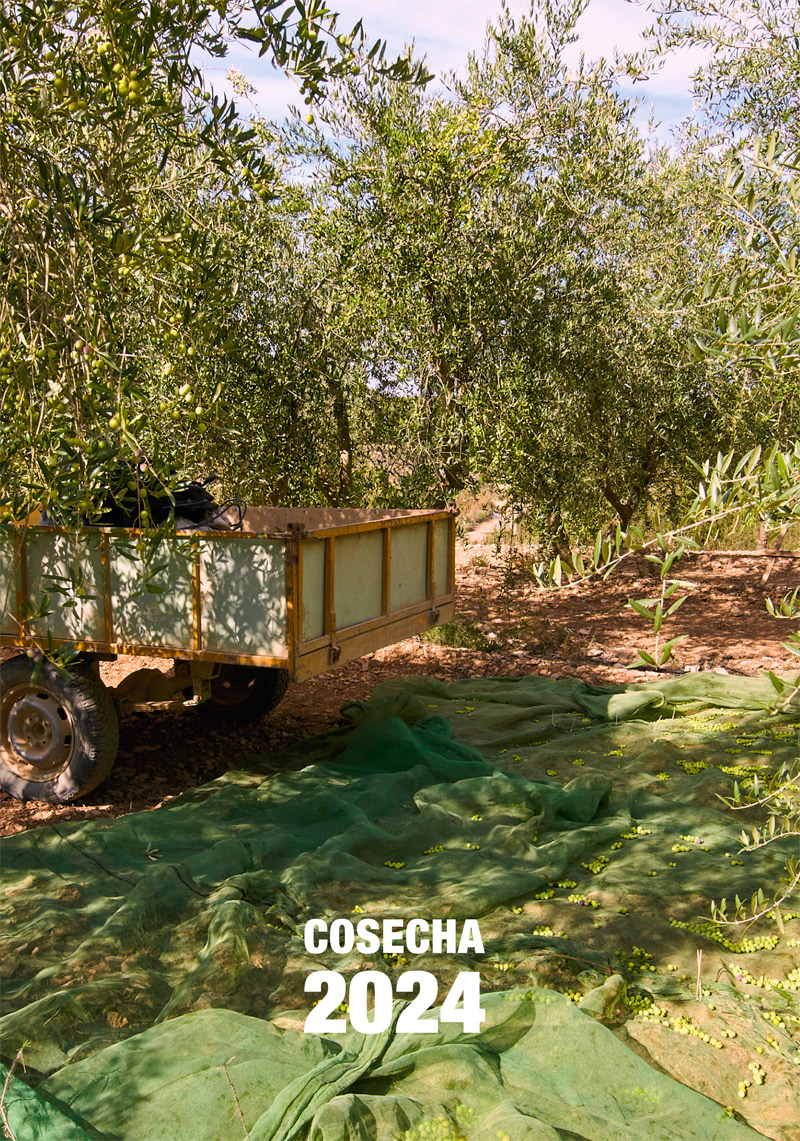 Cosecha 2024