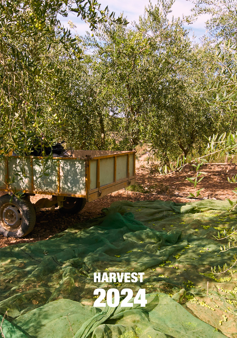 Harvest 2024 estornell