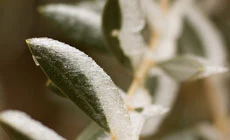 The land and climate