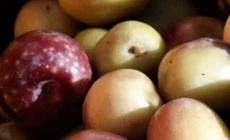 Arbequina olives