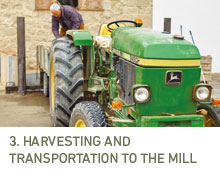 3. Harvesting and transportation to the mill
