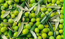 Early Harvest