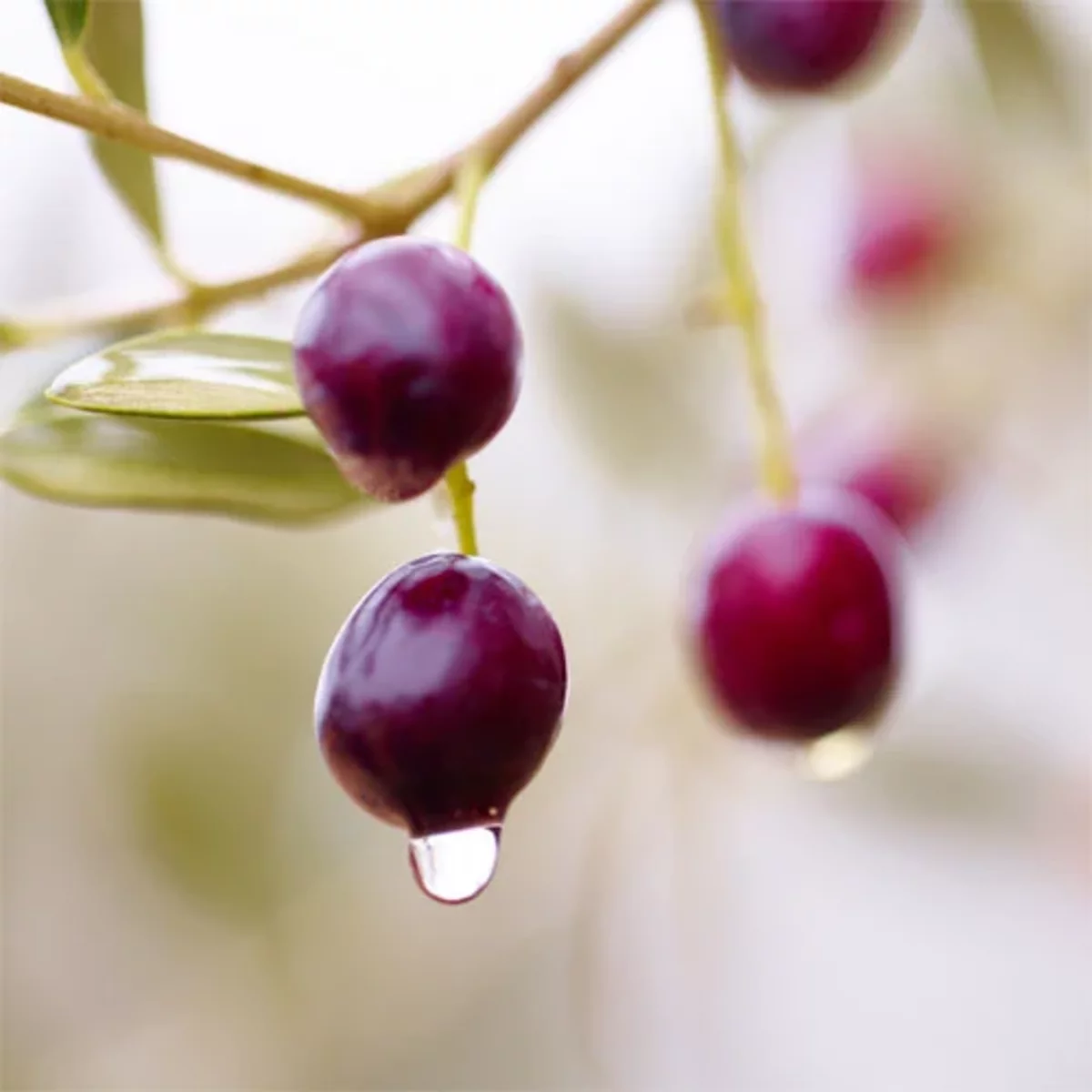 Arbequina
